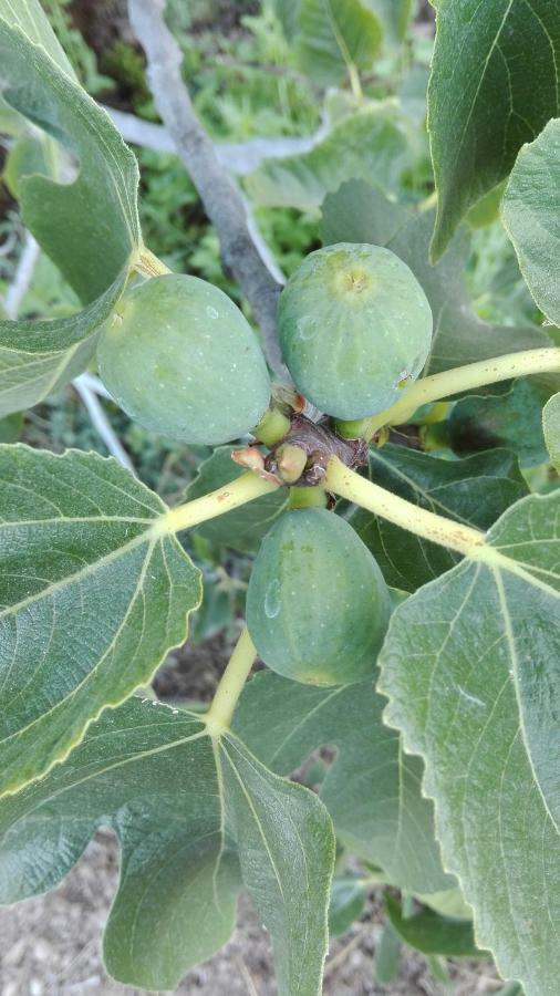 Finca Patio Canario Arona  Εξωτερικό φωτογραφία