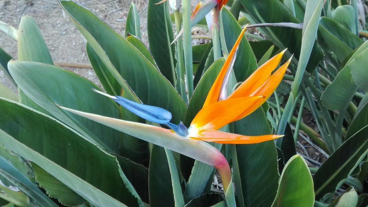 Finca Patio Canario Arona  Εξωτερικό φωτογραφία