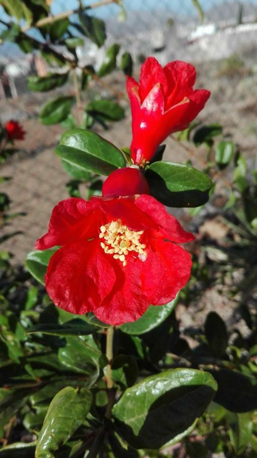 Finca Patio Canario Arona  Εξωτερικό φωτογραφία